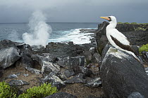 Nazca Booby (Sula granti) on coast, Punta Suarez, Espanola Island, Galapagos Islands, Ecuador