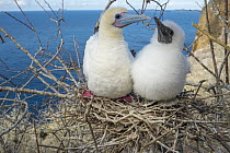 Red-footed Booby (Sula sula) chicks of different ages in nest, Gardner Islet, Floreana Island, Galapagos Islands, Ecuador