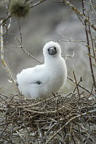 Red-footed Booby (Sula sula) chick in nest, Gardner Islet, Floreana Island, Galapagos Islands, Ecuador
