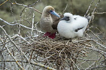 Red-footed Booby (Sula sula) parent and chick in nest, Gardner Islet, Floreana Island, Galapagos Islands, Ecuador