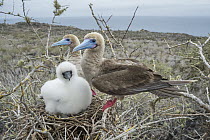 Red-footed Booby (Sula sula) parents and chick in nest, Gardner Islet, Floreana Island, Galapagos Islands, Ecuador
