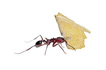 Leafcutter Ant (Acromyrmex striatus) carrying leaf, Pedro Luro, Argentina
