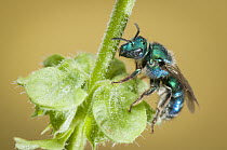 Metallic Green Bee (Agapostemon sp), Bahia Blanca, Argentina