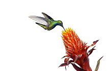 Black-throated Mango (Anthracothorax nigricollis) hummingbird feeding on flower nectar, Argentina