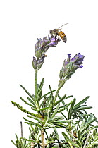 Honey Bee (Apis mellifera) feeding on Lavender (Lavandula sp) flower nectar, Argentina