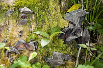 Fungus (Auricularia sp) on tree, Argentina