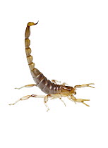 Scorpion (Brachistosternus ferrugineus) in defensive posture, Argentina