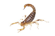 Scorpion (Brachistosternus pentheri) in defensive posture, Provincial Reserve Luro Park, Argentina