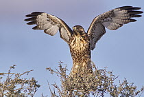 Red-backed Hawk (Buteo polyosoma) landing, Argentina
