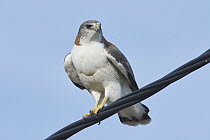 Red-backed Hawk (Buteo polyosoma) perched on powerline, Puerto Madryn, Argentina