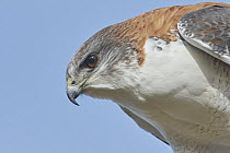 Red-backed Hawk (Buteo polyosoma), Puerto Madryn, Argentina