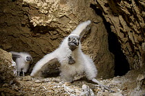 Turkey Vulture (Cathartes aura) chicks in nest in cave, Puerto Madryn, Argentina