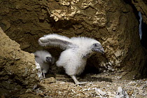 Turkey Vulture (Cathartes aura) chicks in nest in cave, Puerto Madryn, Argentina