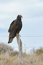 Turkey Vulture (Cathartes aura) perching on a fence post, Puerto Madryn, Argentina