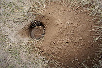 Hairy Armadillo (Chaetophractus villosus) digging burrow, Argentina