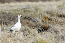 Upland Goose (Chloephaga picta) male and female, San Carlos de Bariloche, Argentina
