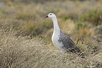 Upland Goose (Chloephaga picta) male, San Carlos de Bariloche, Argentina