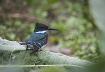 Green Kingfisher (Chloroceryle americana), Sierra de la Ventana, Argentina