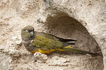 Burrowing Parrot (Cyanoliseus patagonus) at burrow, Bahia Blanca, Argentina