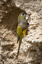 Burrowing Parrot (Cyanoliseus patagonus) at burrow, Bahia Blanca, Argentina