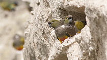 Burrowing Parrot (Cyanoliseus patagonus) group at burrows, Bahia Blanca, Argentina