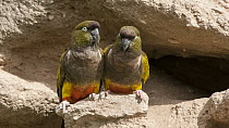 Burrowing Parrot (Cyanoliseus patagonus) pair at burrow, Bahia Blanca, Argentina