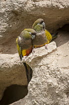 Burrowing Parrot (Cyanoliseus patagonus) pair, Bahia Blanca, Argentina