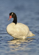 Black-necked Swan (Cygnus melancoryphus), Argentina