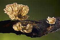 Fungus (Cymatoderma caperatum), Argentina