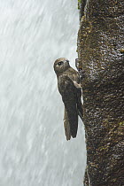 Great Dusky Swift (Cypseloides senex) near waterfall, Iguassu Falls, Iguazu National Park, Argentina