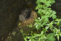 Great Dusky Swift (Cypseloides senex) on nest, Iguazu National Park, Argentina