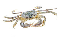 Crab (Cyrtograpsus angulatus), Argentina