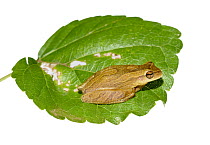 Lesser Treefrog (Dendropsophus minutus), Argentina