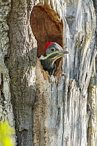 Lineated Woodpecker (Dryocopus lineatus) chick in nest cavity, Argentina