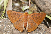 Emesis (Emesis russula) butterfly, Argentina
