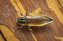 Jewel Beetle (Epistomentis pictus), Los Arrayanes National Park, Argentina