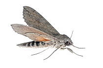 Ello Sphinx Moth (Erinnyis ello), Bahia Blanca, Argentina