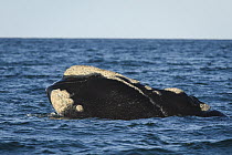 Southern Right Whale (Eubalaena australis) surfacing, Puerto Madryn, Argentina