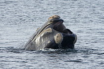 Southern Right Whale (Eubalaena australis) gulp feeding, Puerto Madryn, Argentina