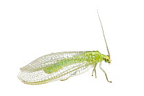 Green Lacewing (Chrysopidae), Argentina