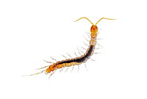 Centipede (Henicopidae), Argentina