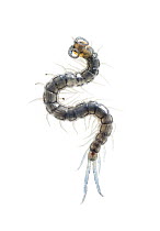 Centipede (Scolopendridae), Pedro Luro, Argentina