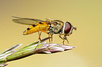 Hoverfly (Syrphidae), San Carlos de Bariloche, Argentina