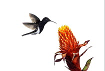 Black Jacobin (Melanotrochilus fuscus) hummingbird feeding on flower nectar, Argentina