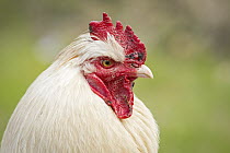 Domestic Chicken (Gallus domesticus) male, Punta Alta, Argentina