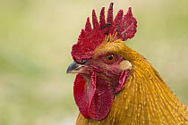 Domestic Chicken (Gallus domesticus) male, Punta Alta, Argentina
