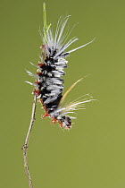 Footman Moth (Halysidota ruscheweyhi) caterpillar, Argentina