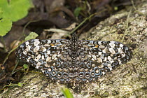 Epinome Cracker (Hamadryas epinome) butterfly, Argentina