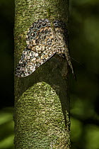 Epinome Cracker (Hamadryas epinome) butterfly, Argentina