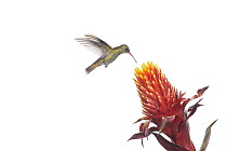 Gilded Hummingbird (Hylocharis chrysura) feeding on flower nectar, Argentina